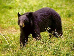 Monongahela National Forest - black bear
