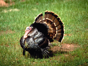 Monongahela National Forest - wild turkey