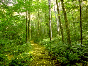 Apostle Islands State Forest