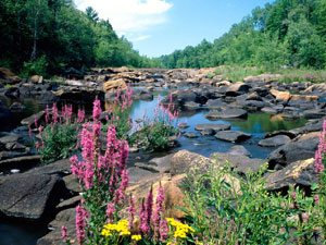 Chequamegon National Forest - Ice Age National Scenic Trail