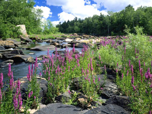 Chequamegon National Forest - Ice Age National Scenic Trail