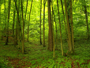 Wisconsin state forest