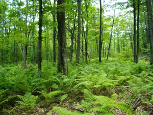 Wisconsin forest and ferns