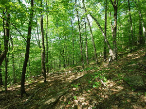 Chequamegon State Forest